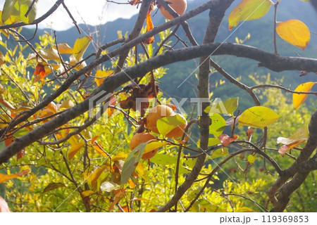 Southern Turkey, region Anatolia. Alanya, Antalya privince. Dim River National park and canyon. Taurus Mountains 119369853