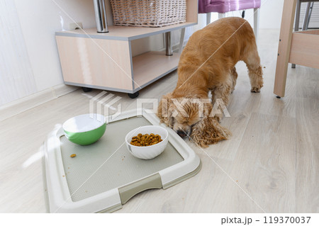American Cocker Spaniel eating dry food indoors. American Cocker Spaniel eating dry food indoors. 119370037
