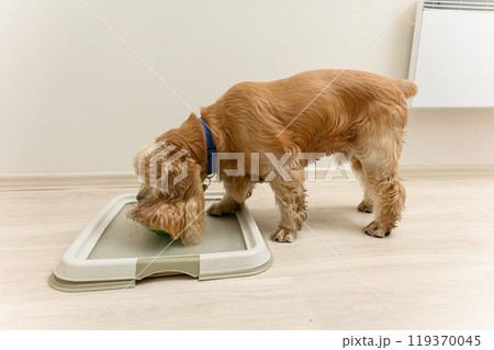 American Cocker Spaniel eating dry food indoors. American Cocker Spaniel eating dry food indoors. 119370045