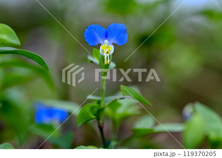 ツユクサ 119370205