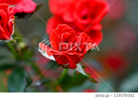 真っ赤なバラ 119370381
