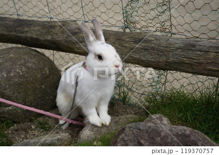 うさぎとの触れ合い 119370757