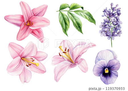 Delicate flowers set isolated background, watercolor botanical illustration, floral design. Pink lily, lilac and viola Delicate flowers set isolated background, watercolor botanical illustration, floral design. Pink lily, lilac and viola 119370933