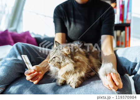domestic cat grooming domestic cat grooming 119370984