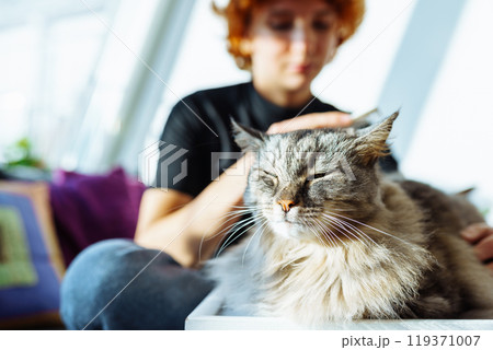 domestic cat grooming domestic cat grooming 119371007