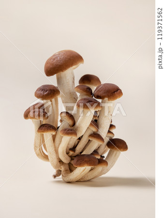 Fresh raw brown poplar mushrooms or velvet pioppini mushrooms on beige closeup Fresh raw brown poplar mushrooms or velvet pioppini mushrooms on beige closeup 119371562