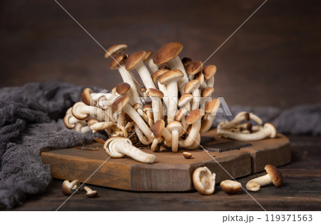Fresh raw brown poplar mushrooms or velvet pioppini mushrooms on dark wood closeup Fresh raw brown poplar mushrooms or velvet pioppini mushrooms on dark wood closeup 119371563