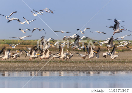white pelicans in Danube Delta, Romania 119371567