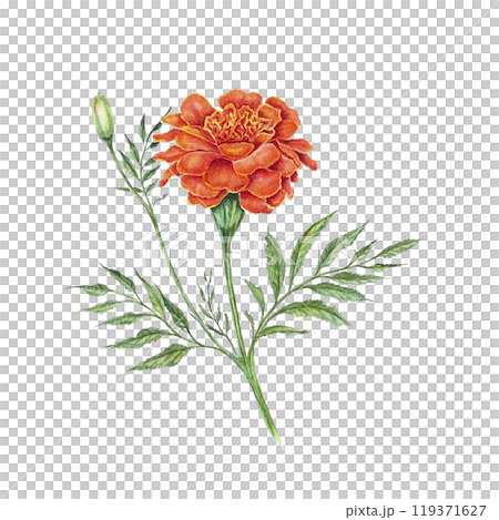 Marigolds autumn flowers orange yellow watercolor illustration isolated on white background , watercolor floral arrangements , floral design, botanic  119371627
