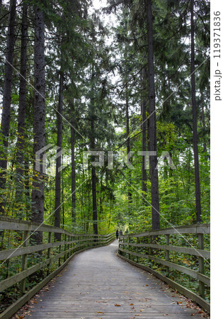 Wooden walkway goes through the forest. 119371836