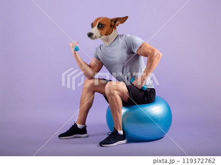 A man with a dog head is sitting on an exercise ball and lifting blue dumbbells. He is wearing black shorts, a grey t-shirt, and black sneakers. He is in a studio with a purple background. 119372762