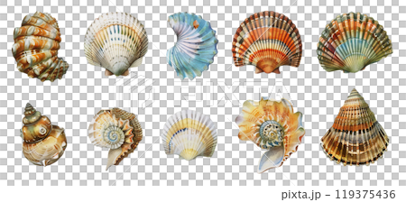 Watercolor seashell set bundle clipart PNG transparent background, isolated graphic resource cutout, summer, vacation, sea shore finds 119375436