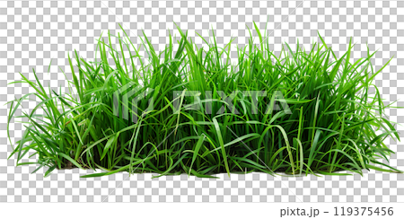 Green fresh blades of grass, patch, lawn, PNG transparent background, isolated graphic resource cutout Green fresh blades of grass, patch, lawn, PNG transparent background, isolated graphic resource cutout 119375456