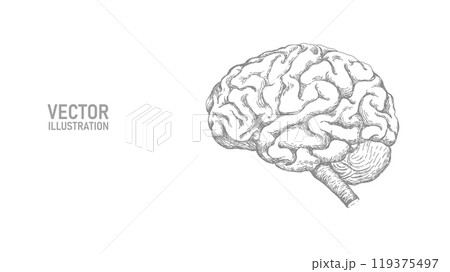 Anatomical human brain line drawing. Coaching session problem solution concept. Psychologist therapy and mental health. Education online business vector illustration 119375497