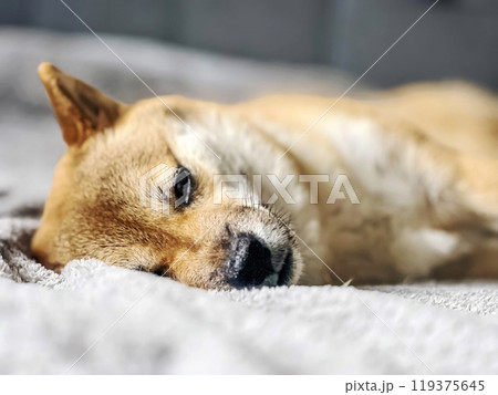 Cute red Shiba inu dog is sleeping on the bed in the bedroom Cute red Shiba inu dog is sleeping on the bed in the bedroom 119375645