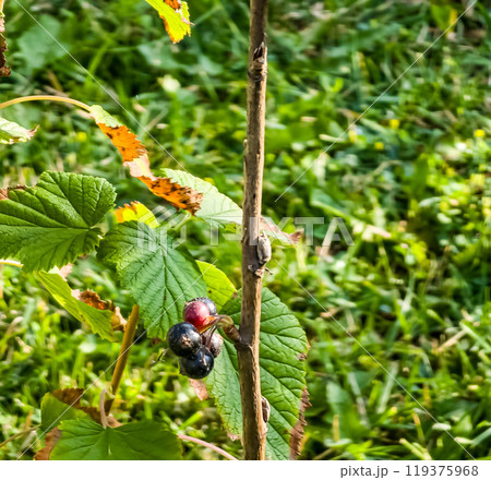 Large ripe black currant on a branch of a bush in the summer garden. Concept of growing organic berries. Large ripe black currant on a branch of a bush in the summer garden. Concept of growing organic berries. 119375968