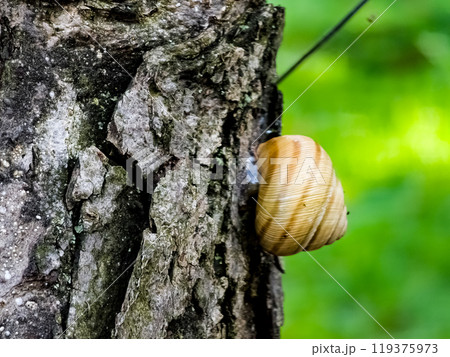 Burgundy snail or Helix pomatia closeup, with homogeneous blurred green background. Burgundy or Edible Snail Helix pomatia is common big european land snail. Burgundy snail or Helix pomatia closeup, with homogeneous blurred green background. Burgundy or Edible Snail Helix pomatia is common big european land snail. 119375973