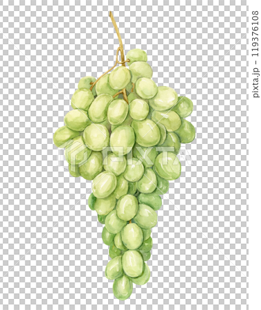 Watercolor branch with white grapes. Illustration of green berries isolated on background. Berries for wine, juice, jam label. Clipart for winery, cafe, restaurant. Watercolor branch with white grapes. Illustration of green berries isolated on background. Berries for wine, juice, jam label. Clipart for winery, cafe, restaurant. 119376108