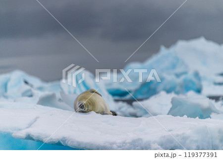 Crabeater Seal resting on a sheet of ice 119377391