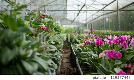 Rows of lush orchid plants showcase vibrant colors in a well-lit greenhouse, highlighting the beauty of nature. Rows of lush orchid plants showcase vibrant colors in a well-lit greenhouse, highlighting the beauty of nature. 119377442