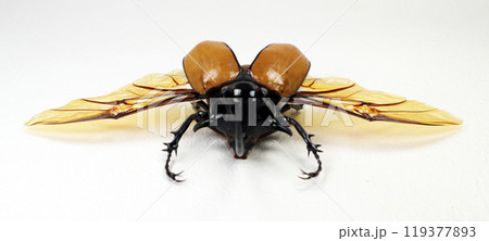 Close-up view of a big yellow rhinoceros beetle Eupatorus gracilicornis showcasing its vibrant colors and intricate wing patterns while resting on a white background Close-up view of a big yellow rhinoceros beetle Eupatorus gracilicornis showcasing its vibrant colors and intricate wing patterns while resting on a white background 119377893
