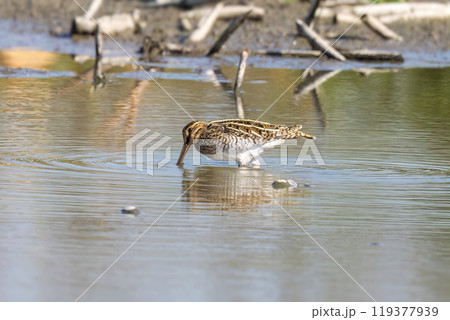 レンコン畑のタシギ 119377939