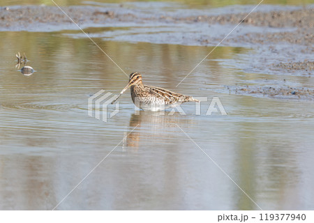 レンコン畑のタシギ 119377940