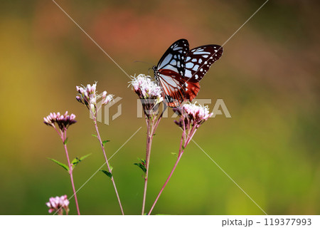 アサギマダラ 119377993