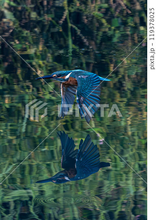 カワセミ 119378025