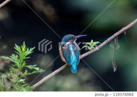 獲物を狙うカワセミ 119378068