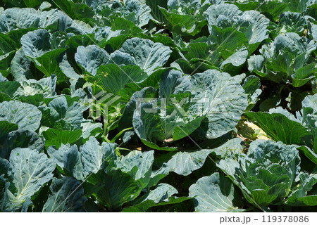 Lush green cabbage leaves dominate the scene. 119378086
