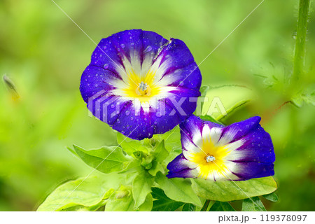 Morning glory flower in the green garden Morning glory flower in the green garden 119378097