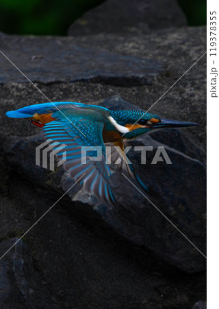 岩の上で獲物を狙うカワセミ 岩の上で獲物を狙うカワセミ 119378355