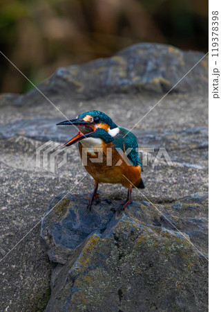 岩の上にとまるカワセミ 119378398