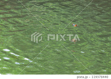清流に浮かぶカワセミ 清流に浮かぶカワセミ 119378440