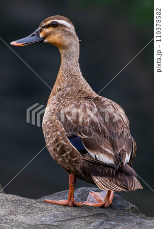 羽を休めるカルガモ 119378582
