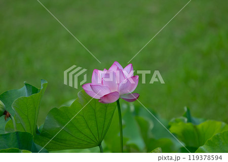 蓮の花のある風景 蓮の花のある風景 119378594