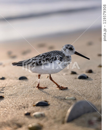 A small bird with brown and white feathers walks on a sandy beach, surrounded by seashells, against a blurred background of the ocean and sky at sunset 119379308