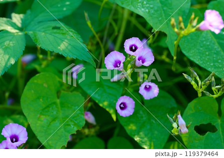 ホシアサガオ ホシアサガオ 119379464