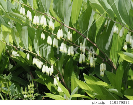 有田町下白川窯跡に咲く甘野老の花　佐賀県西松浦郡有田町白川 119379852