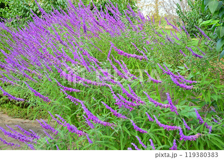 紫花 アメジストセージ 城山公園 初秋 紫花 アメジストセージ 城山公園 初秋 119380383