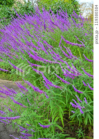紫花 アメジストセージ 城山公園 初秋 紫花 アメジストセージ 城山公園 初秋 119380384