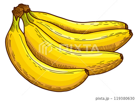 Banana bunch drawing. Natural tropical fruit sketch 119380630
