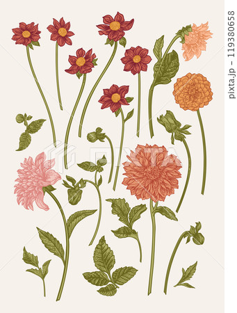 Set with dahlia flowers Set with dahlia flowers 119380658