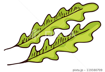 Rucola doodle. Salad organic leaves. Arugula drawing 119380709