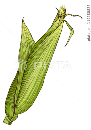 Raw corn cob in green leaves color sketch 119380825