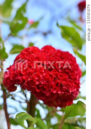 赤花 ケイトウ 城山公園 初秋 赤花 ケイトウ 城山公園 初秋 119381074