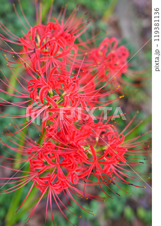 彼岸花 曼珠沙華 城山公園 初秋 彼岸花 曼珠沙華 城山公園 初秋 119381136