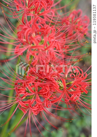 彼岸花 曼珠沙華 城山公園 初秋 彼岸花 曼珠沙華 城山公園 初秋 119381137