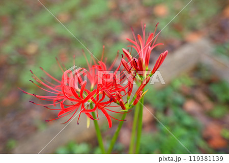 彼岸花　曼珠沙華　城山公園　初秋　　　 119381139